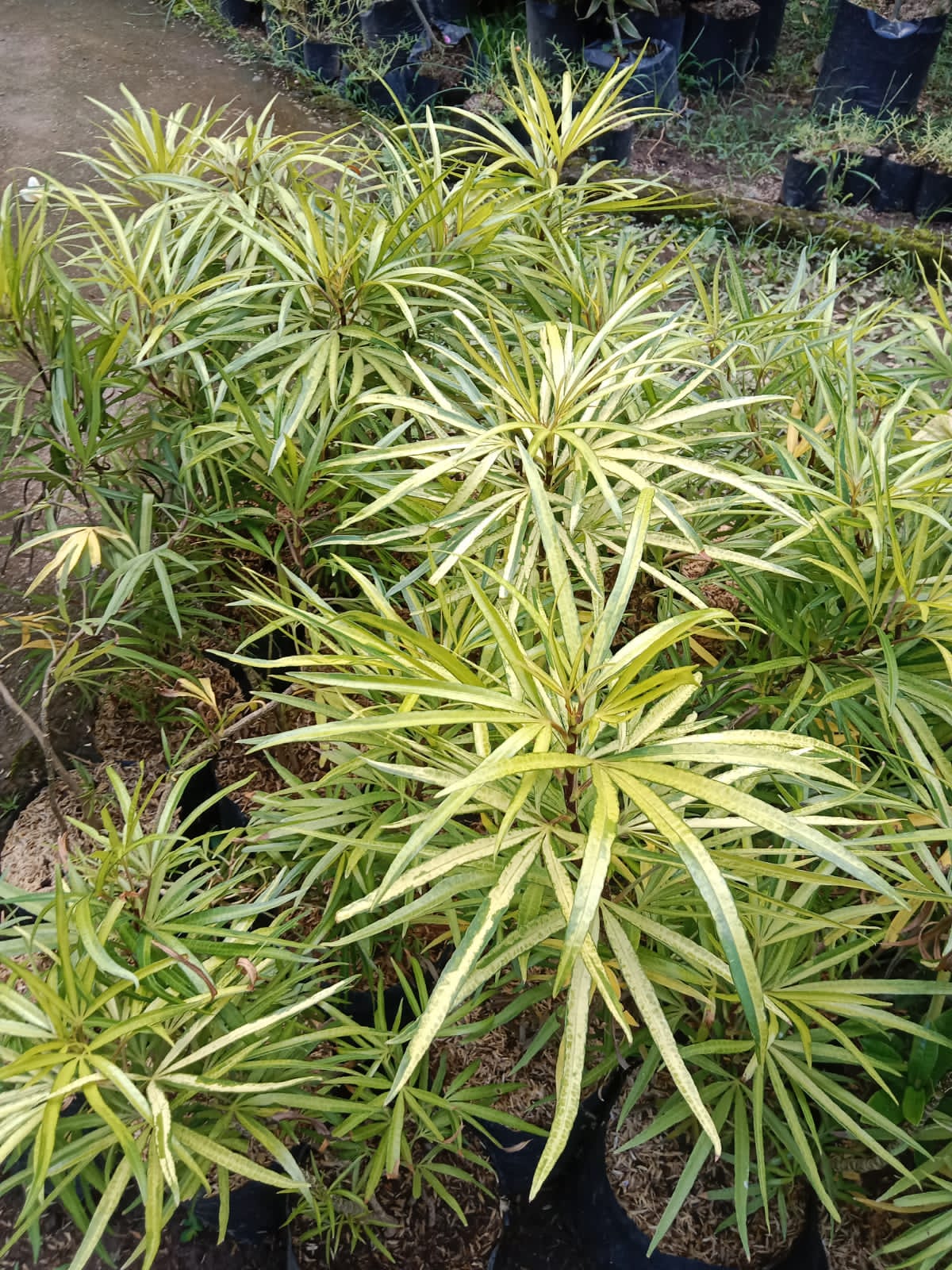Tanaman Aralia | SIPLah
