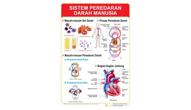 Carta Sistem Peredaran Darah Manusia Siplah