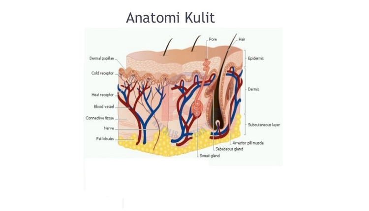 Carta Kulit | SIPLah